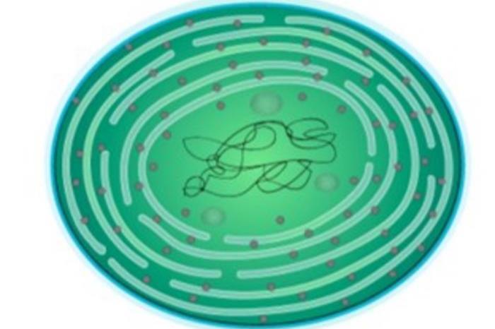 Earth’s oxygen boom: a fresh perspective for a billion-year-old problem ...