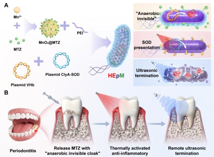 Fda Bug Invisible smart bug fights gum disease | News | The Microbiologist