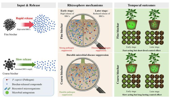 Biochar particle size found to shape disease control in crops | News ...