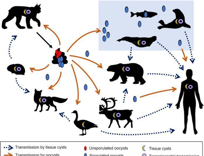 scientists-blame-climate-change-for-spread-of-infectious-diseases-and