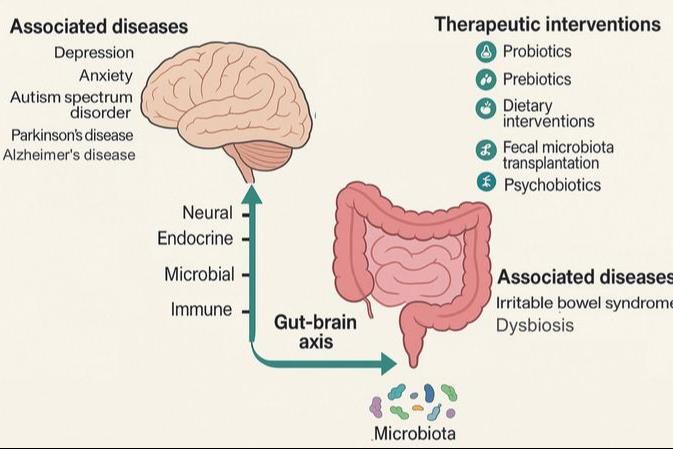 Gut microbiota and the gut–brain axis: Mechanisms and therapeutic hopes ...