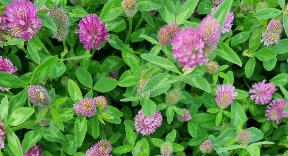 Red clover losses in forage mixtures are linked to soil pathogens and