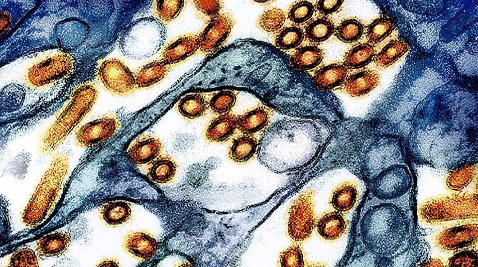 Nasal vaccine combats bird flu infection in rodents | News | The ...