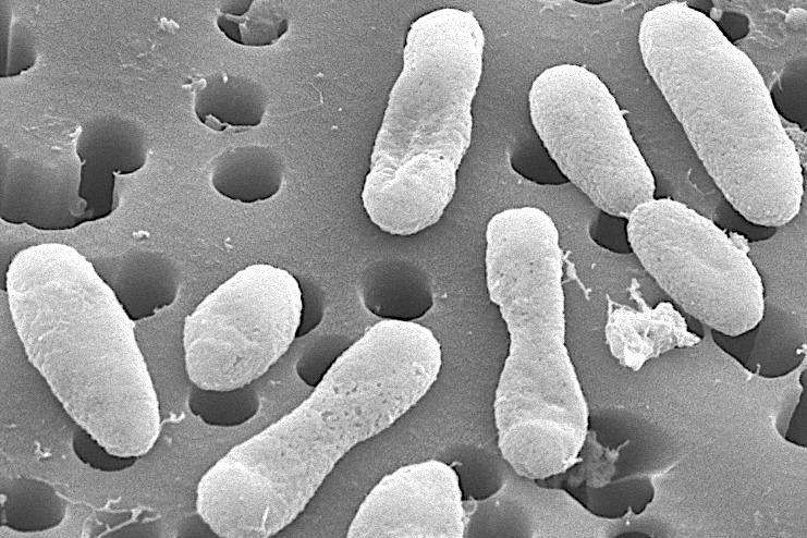 Microbial Rostock Into the microverse: scientists deploy novel data-driven method to map ...