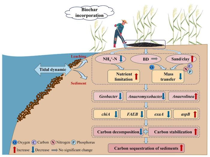 Tides supercharge biochar’s carbon capture power in coastal wetlands ...