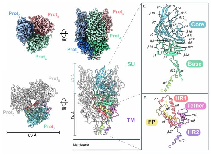 Ancient viruses in human genomes offer new avenue for stopping cancers ...