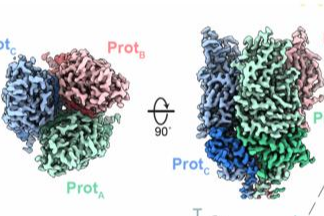 Ancient viruses in human genomes offer new avenue for stopping cancers ...