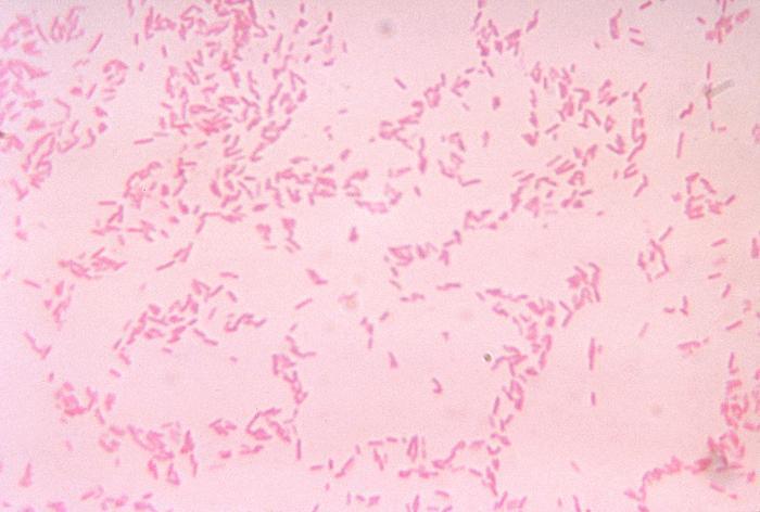 Scientists discover a novel vehicle for antibiotic resistance | News ...