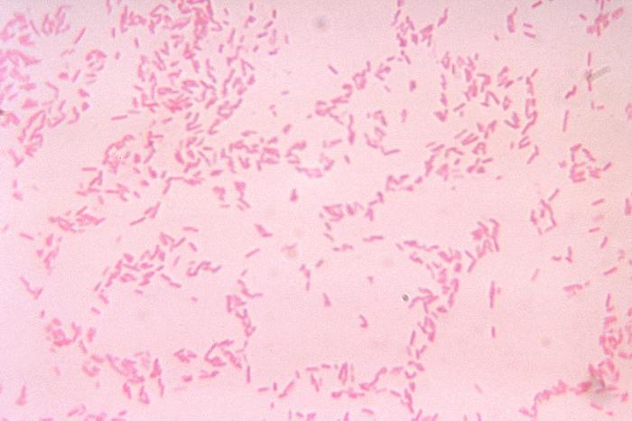 Scientists discover a novel vehicle for antibiotic resistance | News ...