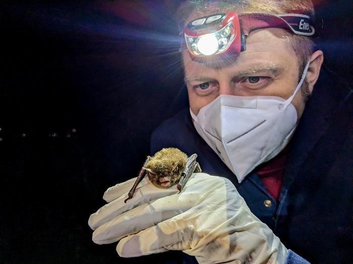 One Health Bat Genomic tools provide clearer view of health for endangered bats | News ...