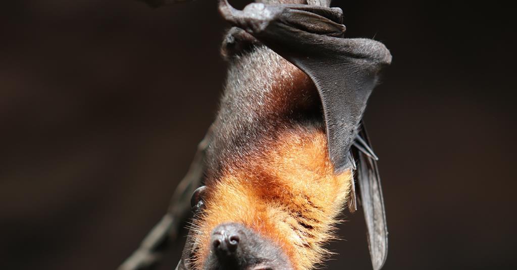 The danger in the bat: a novel tool to detect sarbecoviruses | Features ...