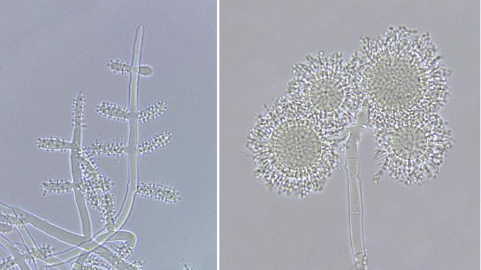 Hyperparasite Example Parasitic fungus may have emerged 18 million years before the ants with ...