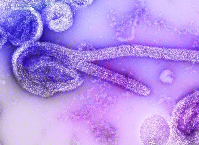 Global Virus Network experts urge rapid regional action as Bundibugyo ...