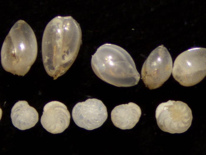 Weaker Shells Weaker ocean currents lead to decline in nutrients for North Atlantic ...