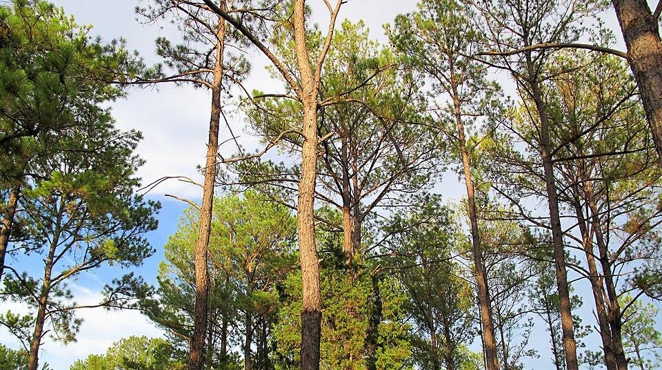 Spectral signatures reveal hidden pine defenses: New tech enhances ...