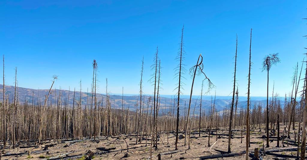 Rock Fire Playing with fire: how wildfire shapes the soil microbiome of the ...
