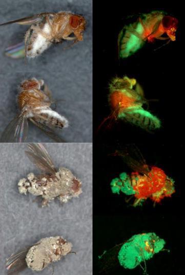 Faction Insect Insect-killing fungi find unexpected harmony in war | News | The ...