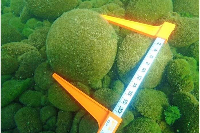 Unique marimo threatened by rising lake temperatures | News | The