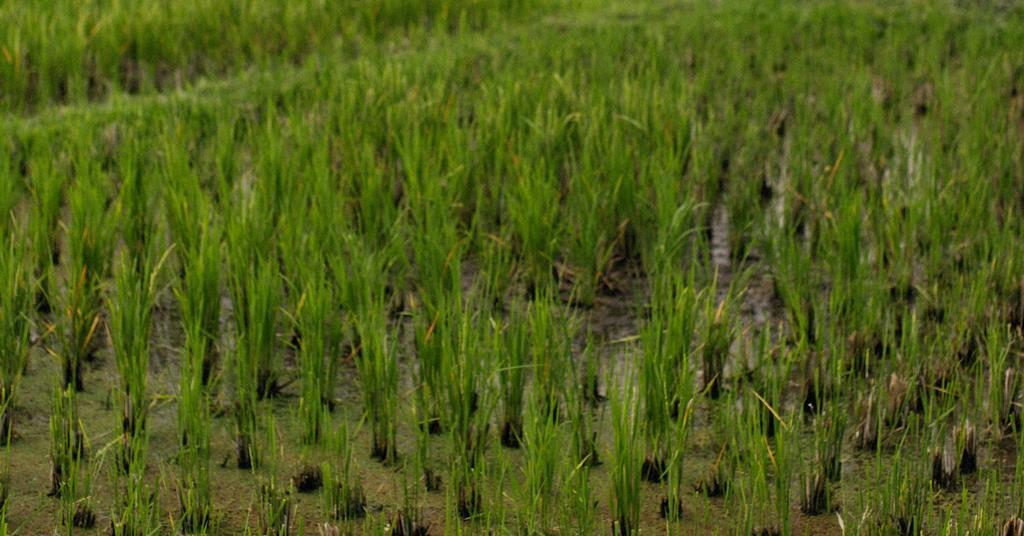 Wild Rice Pollution New biochar composite tackles arsenic pollution and methane emissions ...