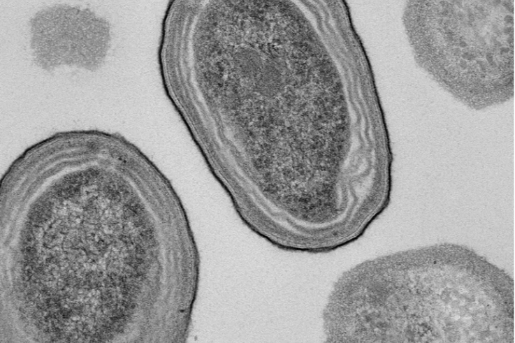 Procholorococcus Ocean warming puts vital marine microbe Prochlorococcus at risk | News ...