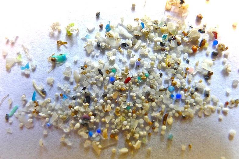 Virus Plus Microplastics Equal Double Whammy For Fish Health The