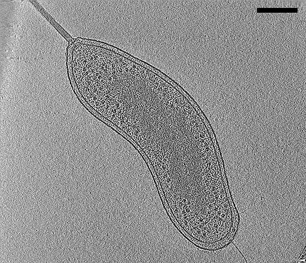 Scientists uncover ‘superfamily’ of bacterial predator proteins | News ...