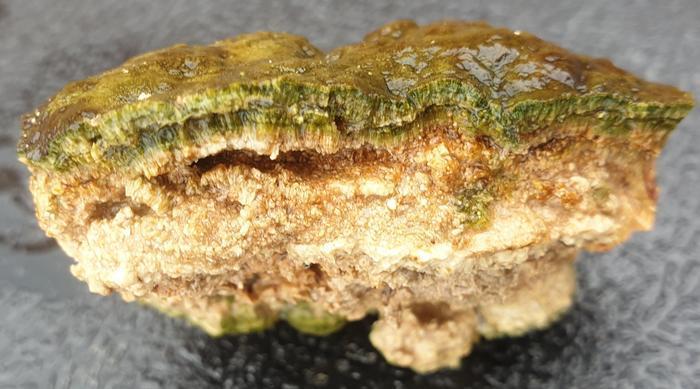 Intiibiotic Rocks Study showcases resilience and rapid growth of ‘living rocks’ | News ...