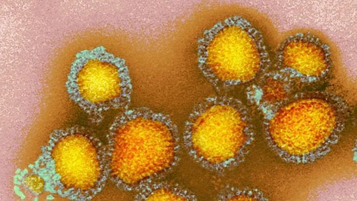 Influenza viruses can use two ways to infect cells, study finds | News ...