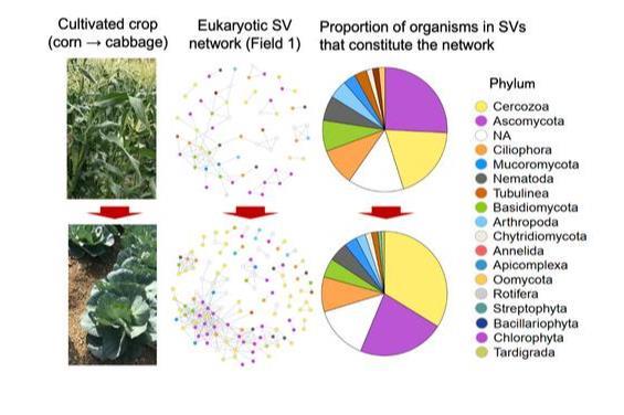 Changes in soil organisms in crop rotation farmland accessed by DNA ...