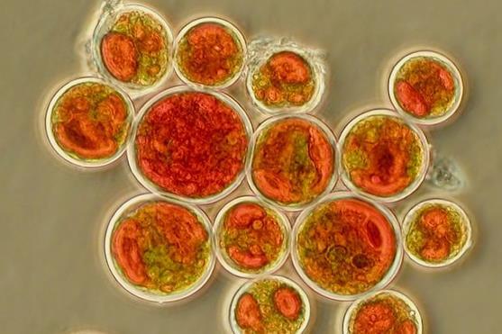 Red light aids growth of Haematococcus pluvialis | The Microbiologist