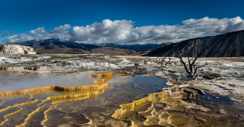 Archaea: taking biocatalysis to the extreme | Features | The Microbiologist
