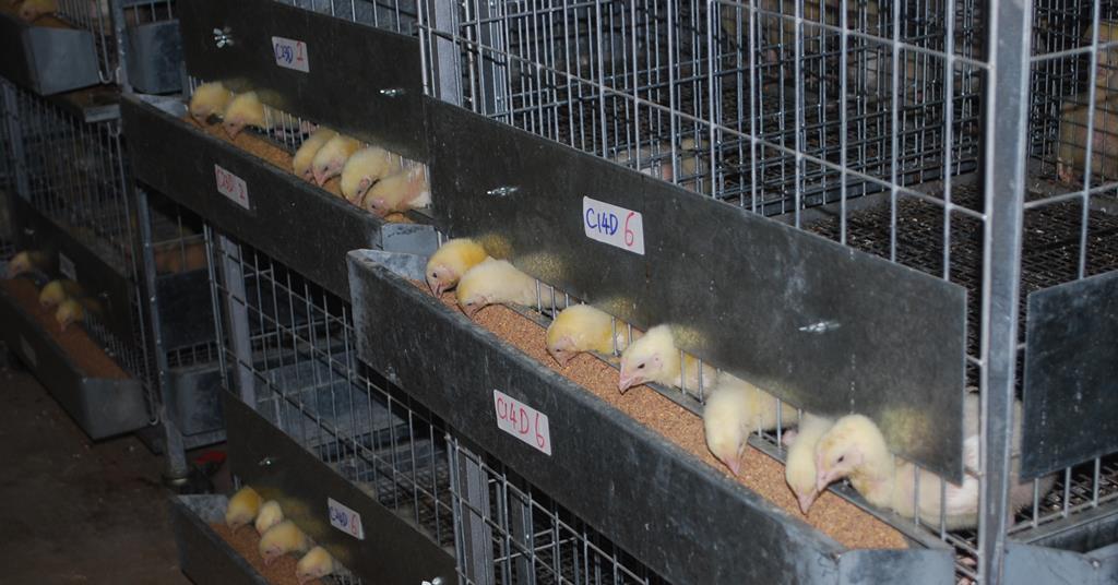Novel bacterial strain in feed boosts broiler chicken growth and
