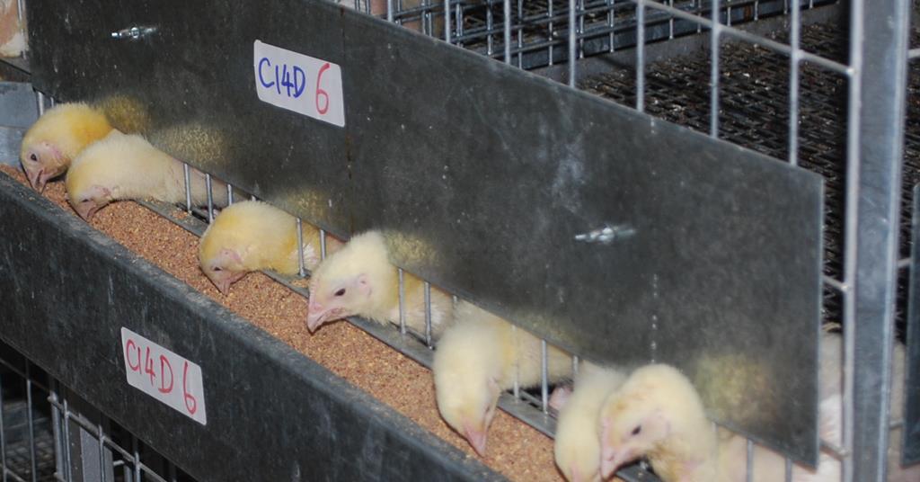 Novel bacterial strain in feed boosts broiler chicken growth and
