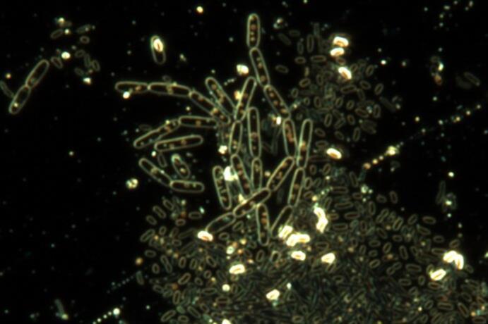 Researchers screen microbial strains to reduce H2S and CH4 emissions ...