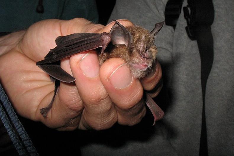 Omafra Bat Risk New study reveals not all bats carry equal viral risk | News | The ...