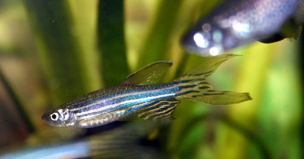 Traditional herb boosts fish health and immunity, study reveals | News ...