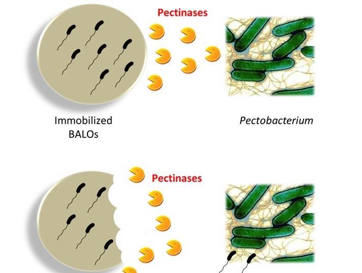 Pectin carriers unleash army of predatory bacteria The Microbiologist