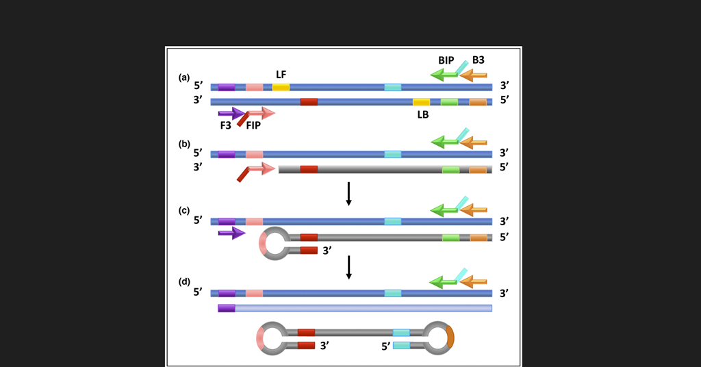 Diagnostic technique IDs five key AMR markers in water samples in less ...