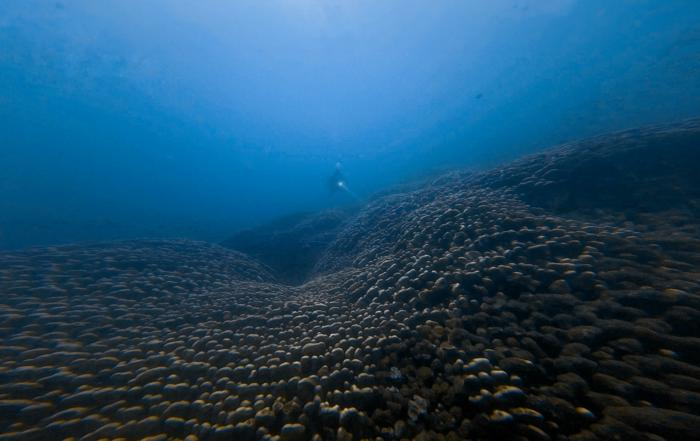 George Roff Corals The giants of the reef: New citizen science project races to document ...
