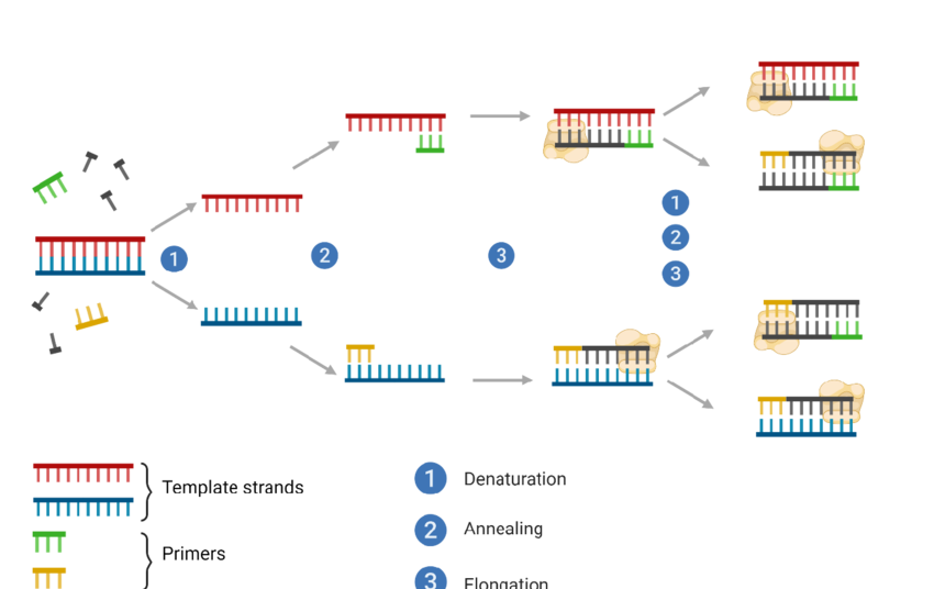 A journey to run a polymerase chain reaction in the kitchen: did you ...