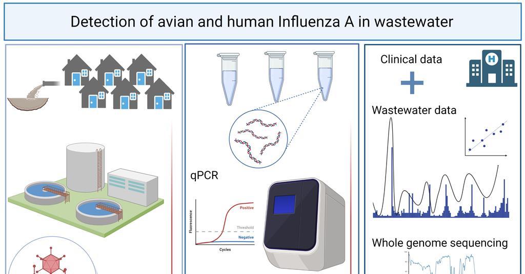 Sewage could act as early warning system for influenza A outbreaks