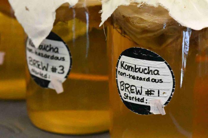 Probiotics in kombucha mimic fasting and reduce fat stores in