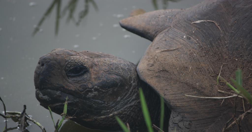 Discovering the microbial world on Galapagos giant tortoise shells ...