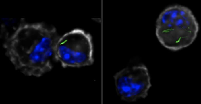 Exposure to Mycobacterium seems to remodel immune response against TB ...