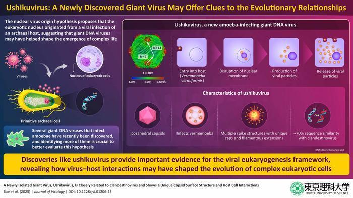 Ushikuvirus: A newly discovered giant virus may offer clues to the ...