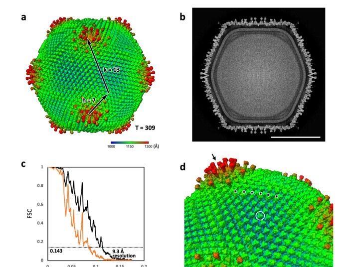 Ushikuvirus: A newly discovered giant virus may offer clues to the ...