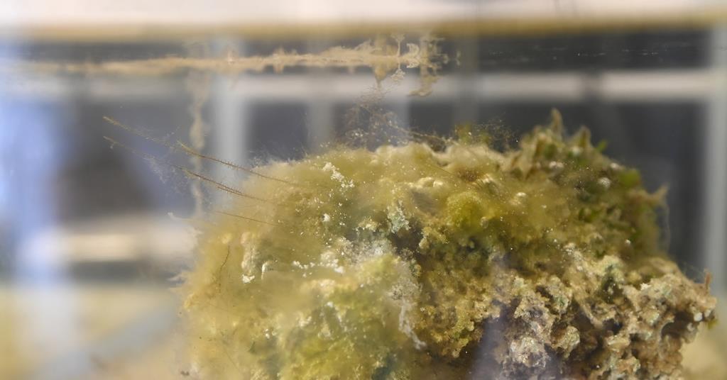 Intiibiotic Rocks Unearthing the secrets of living rocks | The Microbiologist