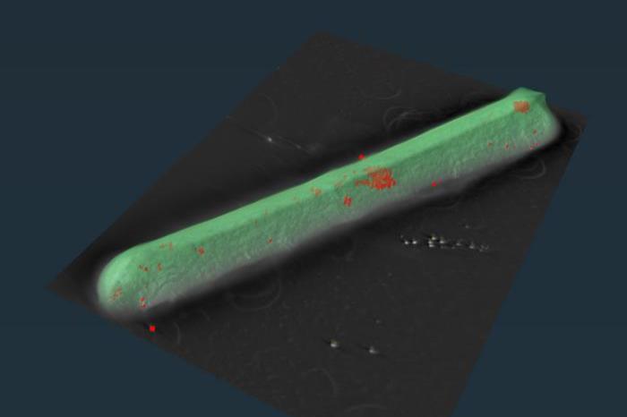 Novel C. diff structures are required for infection and offer new ...
