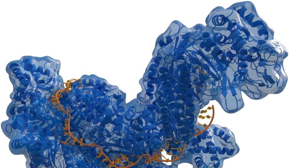 Under the microscope: CRISPR-Cas9 | Features | The Microbiologist
