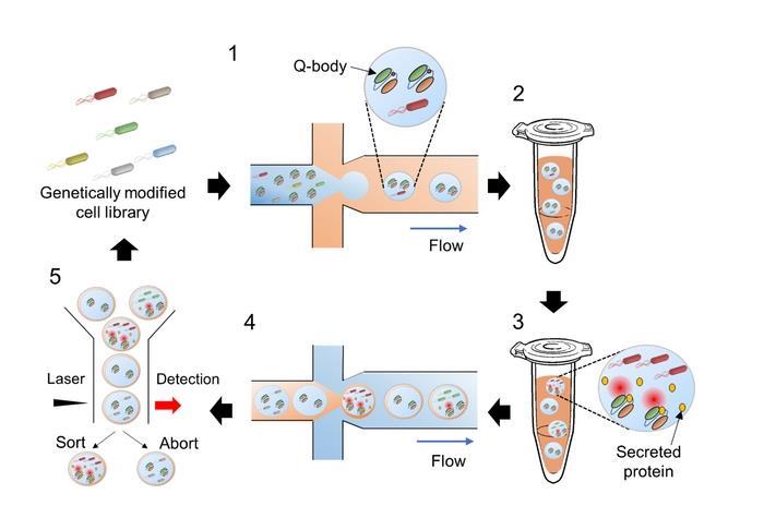 High-throughput method screens protein-secreting microbial strains ...